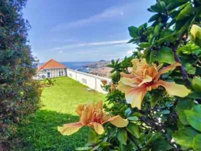 a bush with yellow flowers in a yard at Avocado Villa by LovelyStay in Funchal