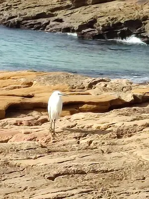 a white bird standing on the rocks near the water at Lovely 1 Bedroom apartment in Praia da Luz in Luz