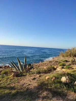 a plant on a hill next to the ocean at Lovely 1 Bedroom apartment in Praia da Luz in Luz