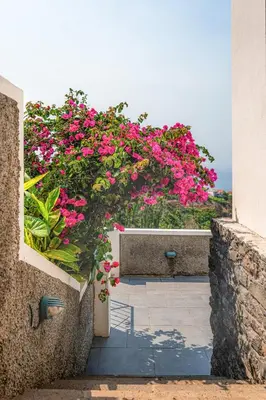 a bunch of pink flowers on a wall at Meerblick - 3-Bett Villa mit Terrassen & Hot-Tub in Fajã da Ovelha