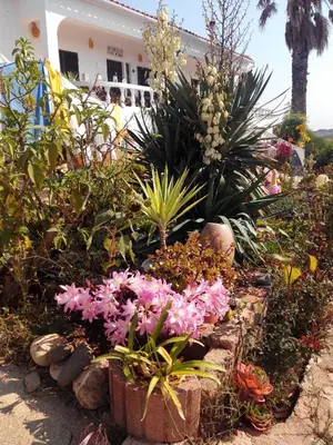 a group of pots filled with plants on a wall at Vivenda Familia Pedro in Vila do Bispo