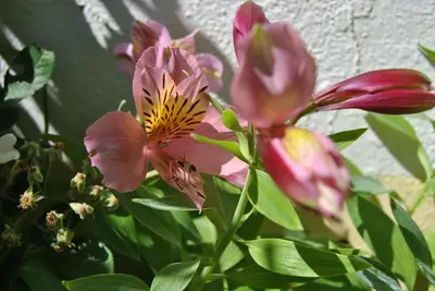 a red and white flower on a plant at Vivenda Familia Pedro in Vila do Bispo