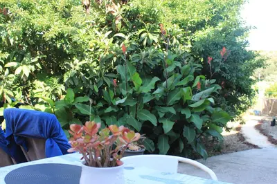 a table with a vase of flowers on it next to a bush at Blue Room in Pedralva