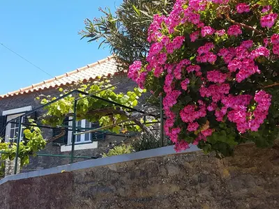a bunch of pink flowers hanging over a wall at Casa Luciana in Ponta do Pargo