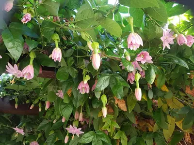 a bunch of pink flowers hanging from a tree at Casa Luciana in Ponta do Pargo
