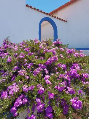 a bunch of purple flowers in front of a building at Casa Luciana in Ponta do Pargo