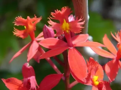 a group of red flowers on a plant at Sea to see - sea front view in Caniço