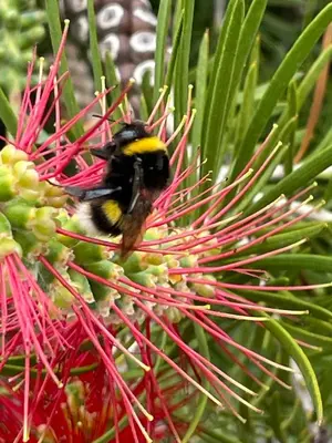 a bumblebee is sitting in a red flower at Sea to see - sea front view in Caniço