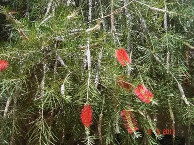 a close up of a pine tree with red flowers at Sea to see - sea front view in Caniço