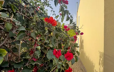 a plant with red flowers on the side of a building at Casa dos Arrifes - Villa with Ocean view and private Garden in Funchal