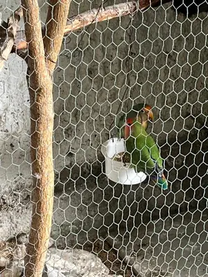 two birds in a cage with a bowl of food at Tropical House in Ribeira Brava