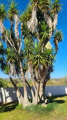 a group of palm trees in a grass field at RÉSIDENCE LES ARCADES in Almádena