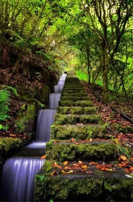 a stairway leading to a waterfall in a forest at Ocean Front in Paul do Mar