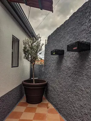 a potted tree in a pot on a wall at Casa Ascenção, vista mar Madeira in Funchal
