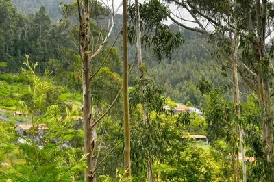 a view of a forest with mountains in the background at Chalet da Nogueira, a Home in Madeira in Ponta do Sol