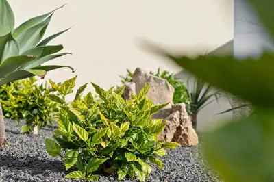 a group of plants and rocks in a garden at Casa Yucca - Porto Santo Island in Porto Santo
