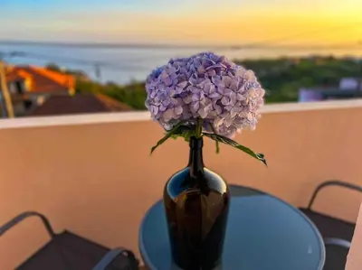 a vase with a purple flower sitting on a table at Apartment 1BR Hills over Ponta do Sol, sea view in Ponta do Sol