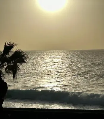 a beach with a palm tree and the ocean at Casa Carneirinho by Olá Madeira in Paul do Mar