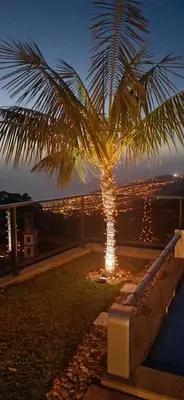 a palm tree with lights on it at night at Casa da Arvore im Eukalyptuswald in Cova do Moirão