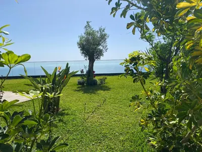 a garden with a tree and the ocean in the background at Villa Céu e Mar in Prazeres