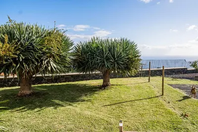 two trees in a field with the ocean in the background at Namastê House II in Funchal