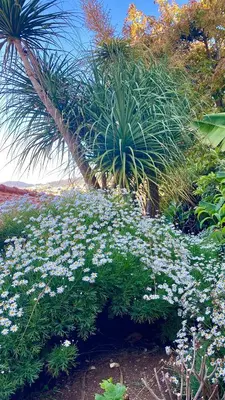 a garden with purple and white flowers and palm trees at Casa ideal para famílias com vista mar desafogada in Funchal