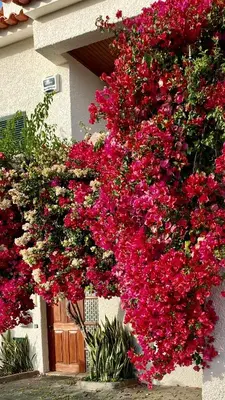 a bunch of pink flowers on the side of a building at Casa ideal para famílias com vista mar desafogada in Funchal