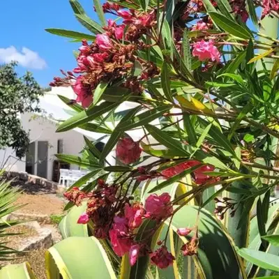 Casa do Poço