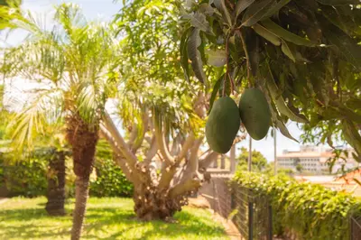 a bunch of green fruit hanging from a tree at Pilar House in Funchal