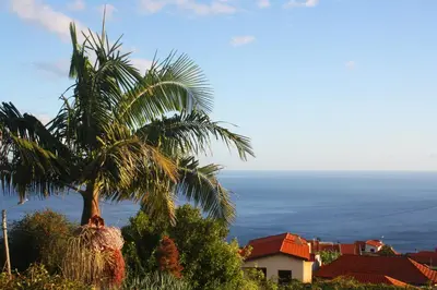 a palm tree on a hill with the ocean in the background at Lugar dos Louros 2 in Estreito da Calheta