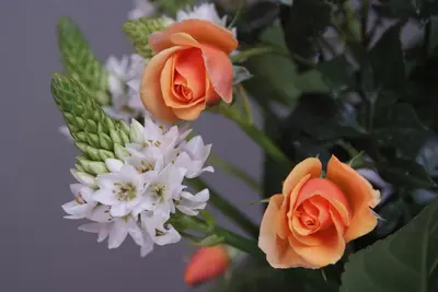 a group of orange roses and white flowers at Koala Bay Place in Funchal