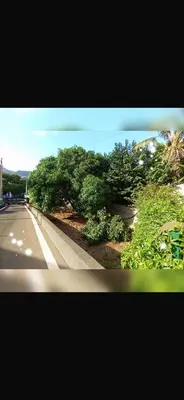two pictures of a street with trees and a road at House Silvia & Nuno´s in Machico