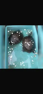 two turtles are in a blue container with water at House Silvia & Nuno´s in Machico
