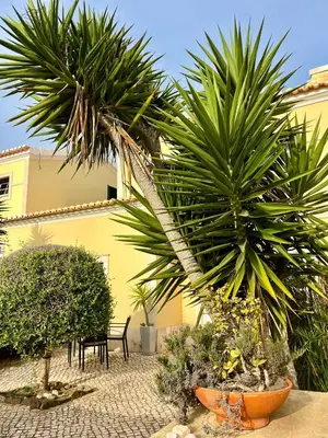 a courtyard with palm trees and a yellow building at Pita's House - Villa Sagres 2 in Sagres