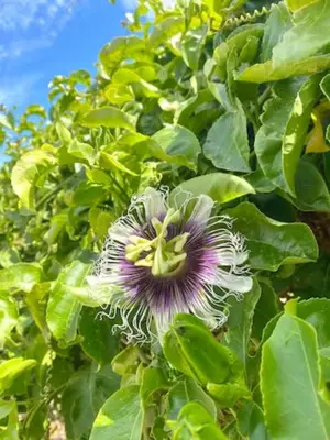 a purple flower on a tree with green leaves at Magical Treehouse in Lagos