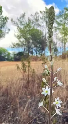 a plant with white flowers in a field at Magical Treehouse in Lagos