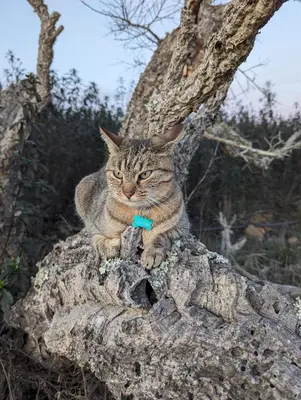 a cat sitting on top of a tree branch at Magical Treehouse in Lagos