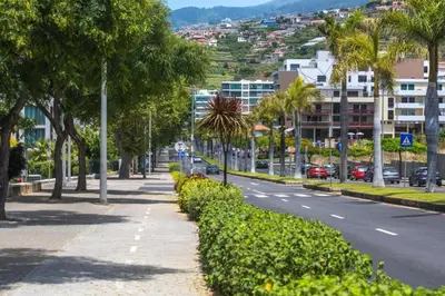 a street with palm trees on the side of the road at Suite BM - 3 Pools-Gym-AC-Huge Balcony Sea View in Funchal