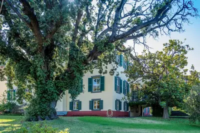 a large tree in front of a house at Villa Quinta Santa Luzia in Funchal