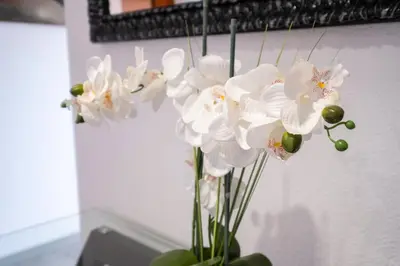 a bunch of white flowers in a vase at Alegria's Apartment by GALMI in Calheta