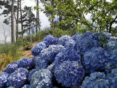 a pile of blue flowers in a garden at Achadinha - Mountain Cottage in Arco da Calheta