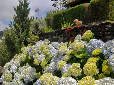 a garden of flowers in front of a stone wall at Achadinha - Mountain Cottage in Arco da Calheta