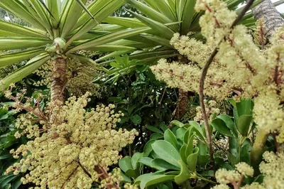 a group of plants with flowers and trees at Baldeia - Oceanfront Apartments in Ponta do Sol
