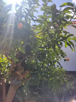 an orange tree with a bunch of oranges on it at Peaceful place in São Vicente in São Vicente