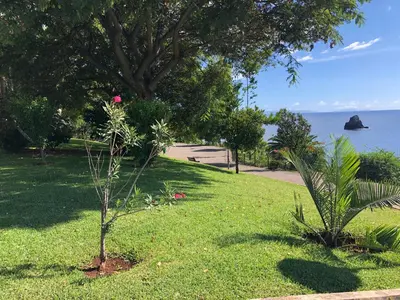a small tree in the grass next to the ocean at Beach Studio Apartment in Funchal