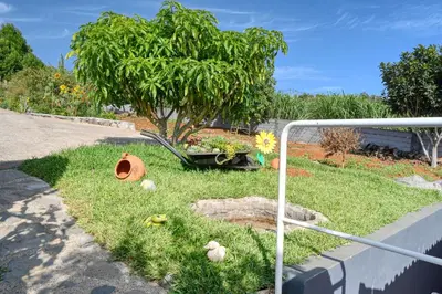 a garden with a tree and some rocks in the grass at Casa Primavera, a Home in Madeira in Ponta do Sol