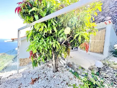 a small tree in front of a building at Mar a Vista by Your Madeira Rentals in Ponta do Sol