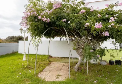 a group of trees with pink flowers in a yard at 3 Minutes TO THE BEACH, 2 BEDROOM AMAZING APT WITH BALCONY, BBQ GRILL AND POOL in Sagres