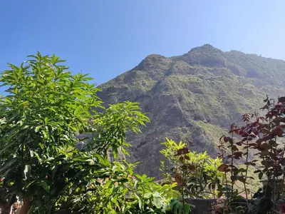 a view of a mountain with trees in the foreground at Casa da Avo Rosa in São Vicente