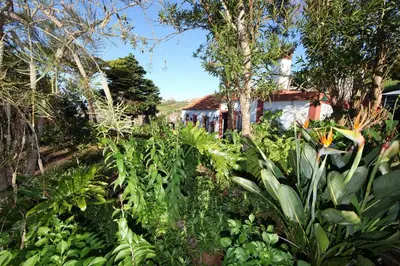 a garden with plants and a house in the background at Casa do Ribeirinho in Porto Moniz